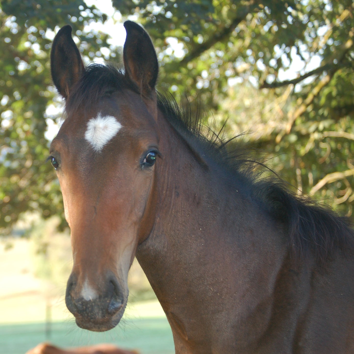 Baptême d'équitation sur mesure